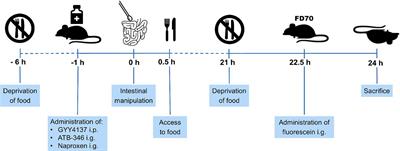 The H2S-Releasing Naproxen Derivative ATB-346 and the Slow-Release H2S Donor GYY4137 Reduce Intestinal Inflammation and Restore Transit in Postoperative Ileus